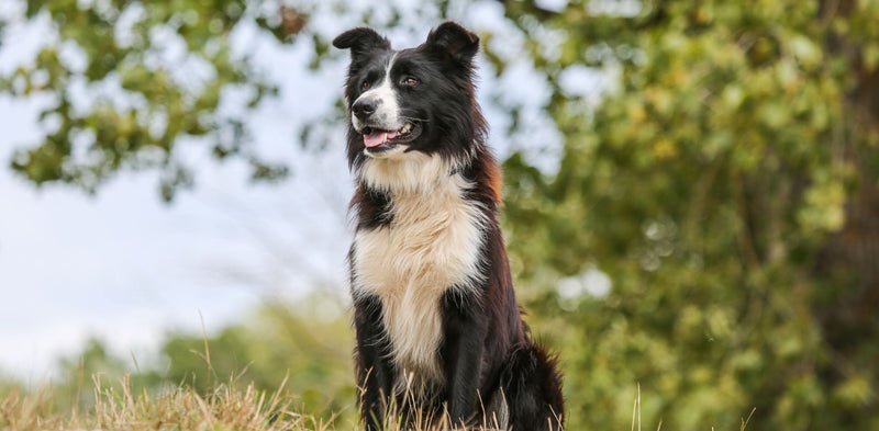 Border Collie: Zgodovina, trening in zdravje