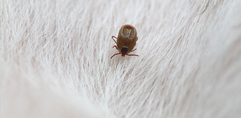 Babezioza (Piroplazmoza) pri psih - Vzroki, Simptomi in Zdravljenje