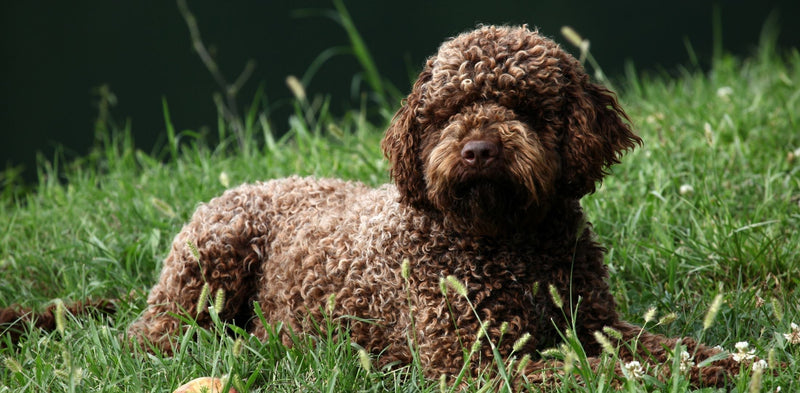 Lagotto Romagnolo: Zgodovina, Značilnosti in Nega