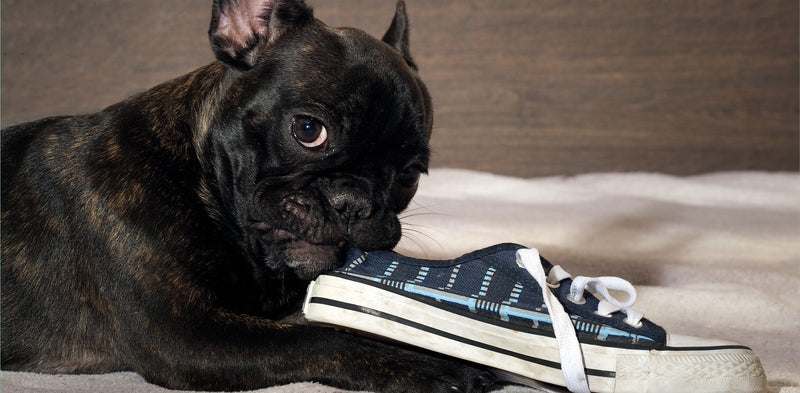 Cushingov sindrom pri psih - Vzroki, Simptomi in Zdravljenje