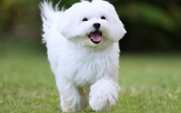 Maltežanec: Vodnik za nego in značaj te priljubljene pasme