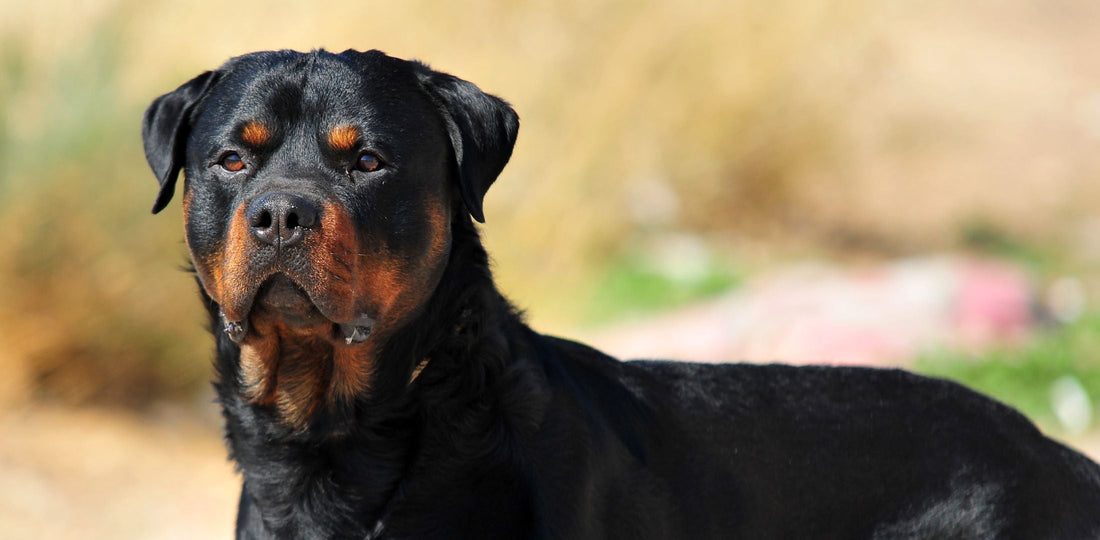 Rottweiler