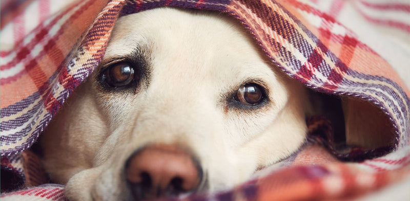 Hipotiroza pri psih – vzroki, simptomi in zdravljenje
