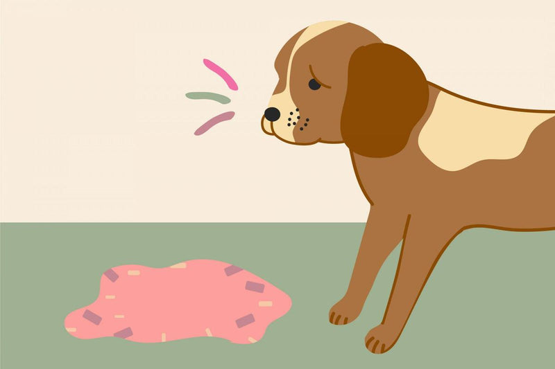 7 najpogostejših prebavnih težav pri psih in kdaj k veterinarju