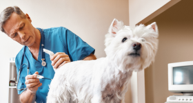 Visoka temperatura pri psih