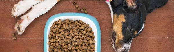 Koliko hrane potrebuje moj pes? Vodič za odgovorno hranjenje psov