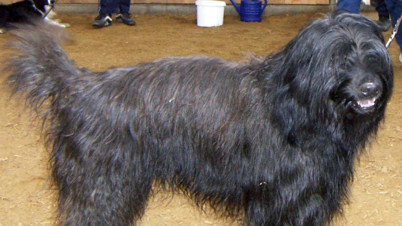 Gos d’Atura Català: Vodnik za vedenje, zdravje in nego pasme