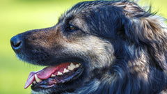 Vodnik za slovenskega ovčarja: temperament, zdravje in nasveti za šolanje