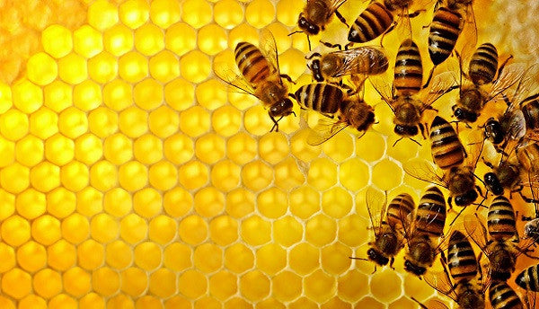Propolis, smola, ki jo čebele nabirajo z brstov rastlin