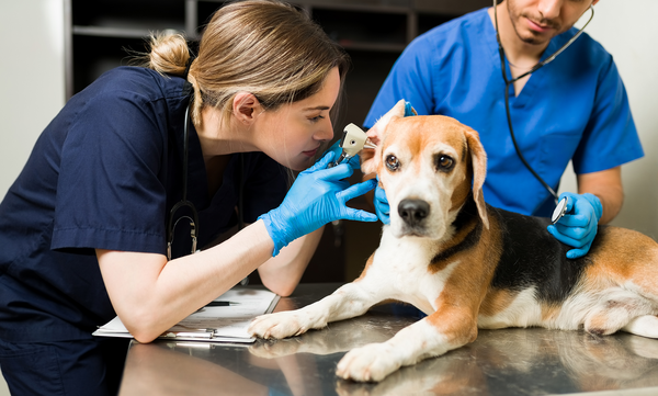 Vnetje ušes pri psih: simptomi, vzroki, zdravljenje in preprečevanje