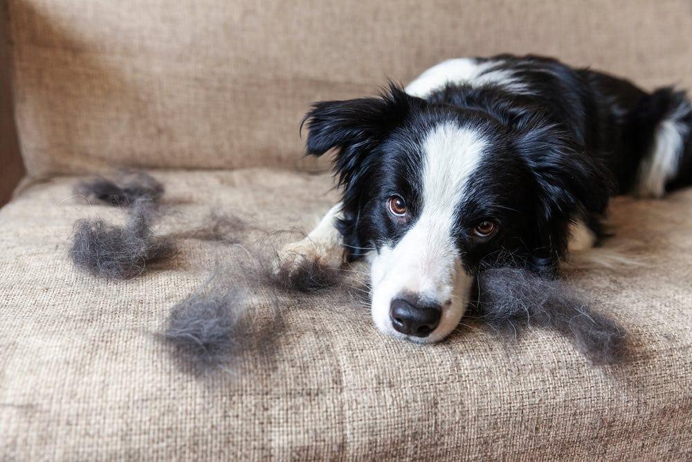 Border collie na kavču, obdan z dlakami