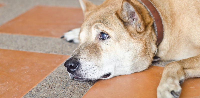 Pasje bruceloza: simptomi, prenos, zdravljenje in učinkovito preprečevanje