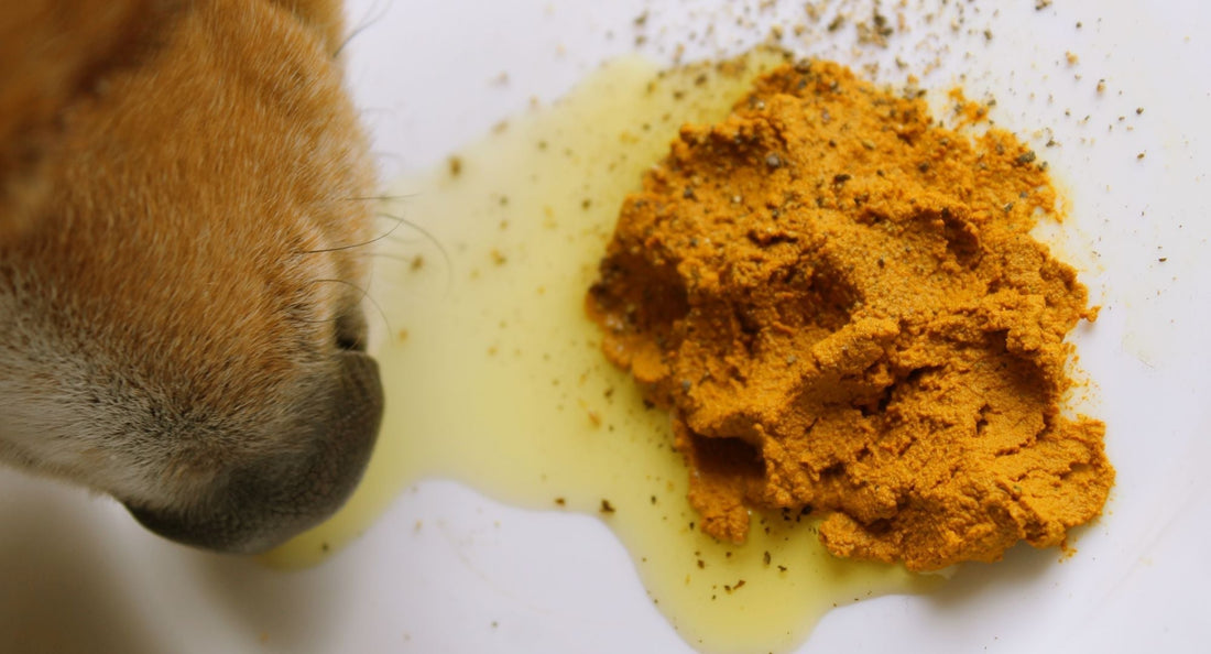 Ali pes lahko jé jogurt? Resnica o probiotikih in pasji prebavi