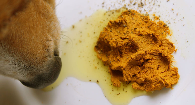 Ali pes lahko jé jogurt? Resnica o probiotikih in pasji prebavi