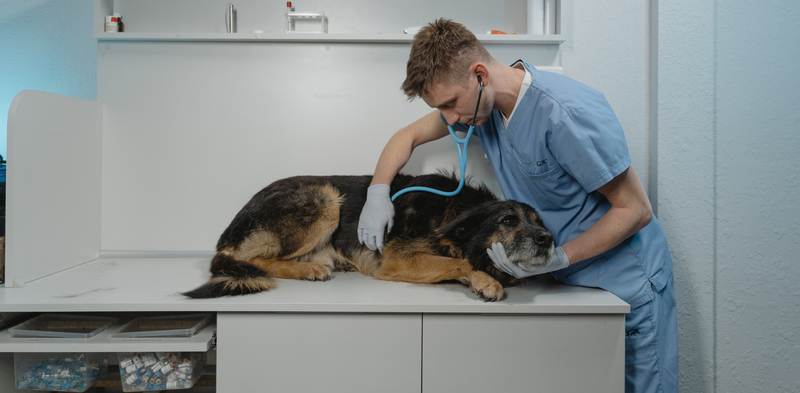 Adenokarcinom jeter pri psih: Simptomi, diagnoza in zdravljenje