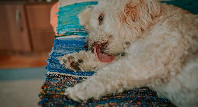 Srbeča koža in lizanje tačk: Kako ustaviti začarani krog praskanja pri psu?