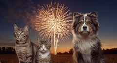 Naravni pristopi k pomiritvi psov in mačk v času prazničnega pokanja