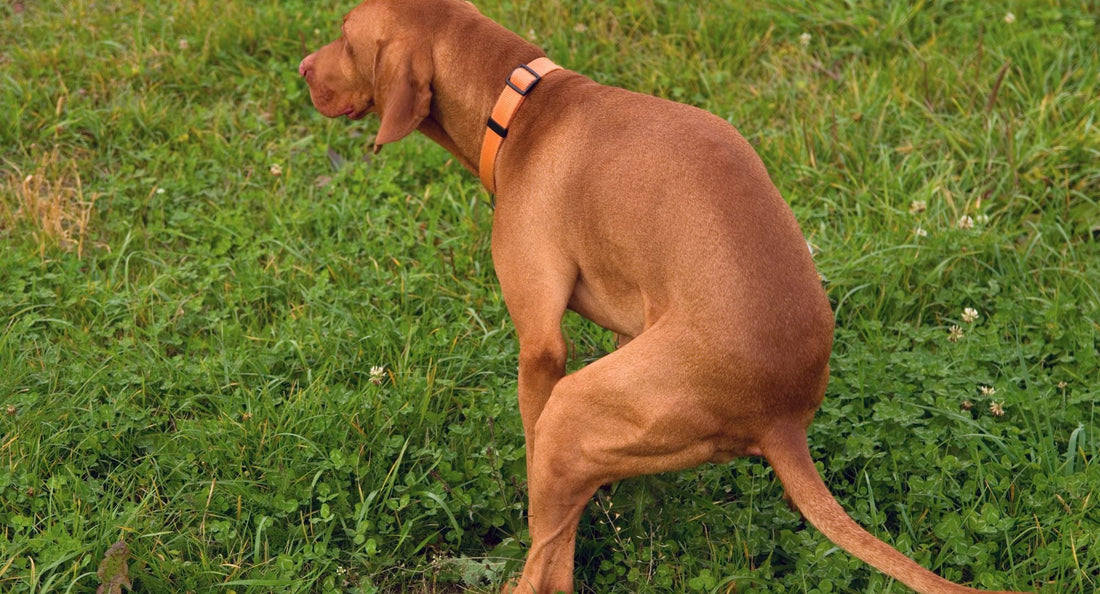 Driska pri psu: Popoln vodič za ustavitev prebavnih težav (in kaj pomeni sluz v blatu)