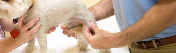 Kako prepoznati in zdraviti težave s sklepi pri psih?