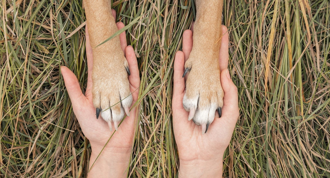 Pes težko vstaja? Zakaj samo glukozamin pogosto ni dovolj (in kaj pomaga pri bolečini)