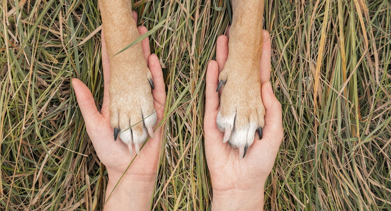 Pes težko vstaja? Zakaj samo glukozamin pogosto ni dovolj (in kaj pomaga pri bolečini)