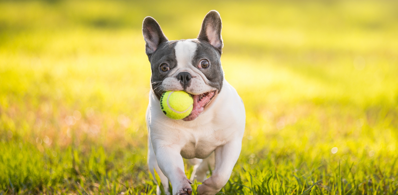 Top 10 pasem psov s prebavnimi težavami v Sloveniji