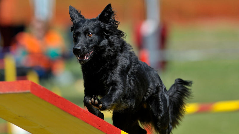 Zdravje hrvaškega ovčarja: simptomi, preventiva in nasveti za dolgo življenje