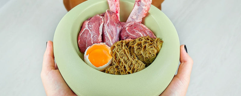 Ali lahko psi jedo jajca? Koristi, tveganja in priporočila veterinarjev