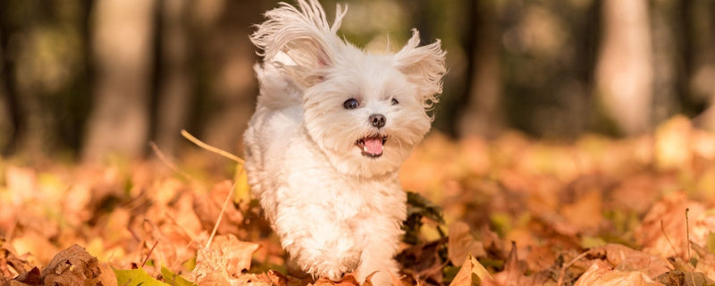Jesenske alergije pri psih: simptomi, vzroki in naravna pomoč