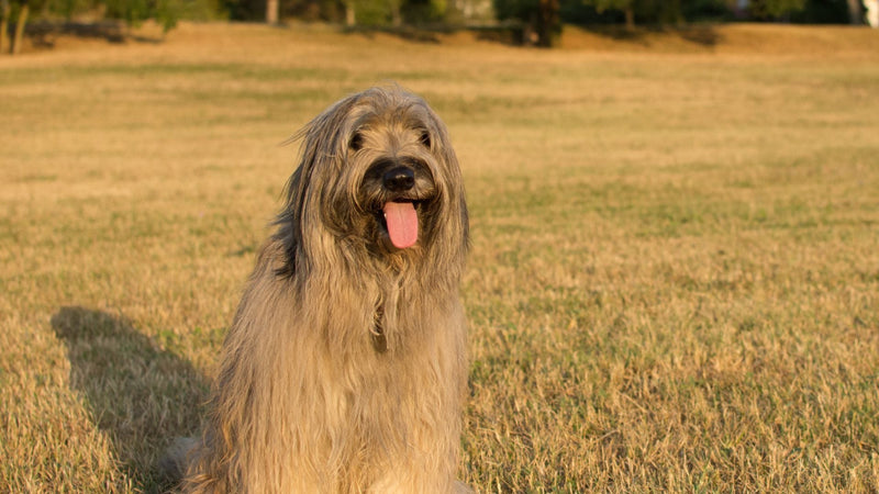 Katalonski ovčar – značajke karakterja, vzgoja, prehrana in nasveti za lastnike