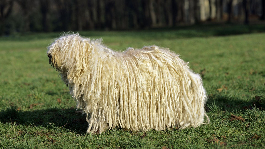 komondor