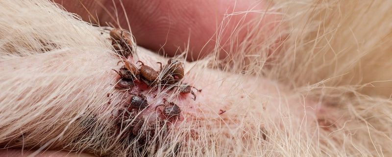 Klopi in bolhe jeseni: zakaj so nevarni in kako zaščititi psa