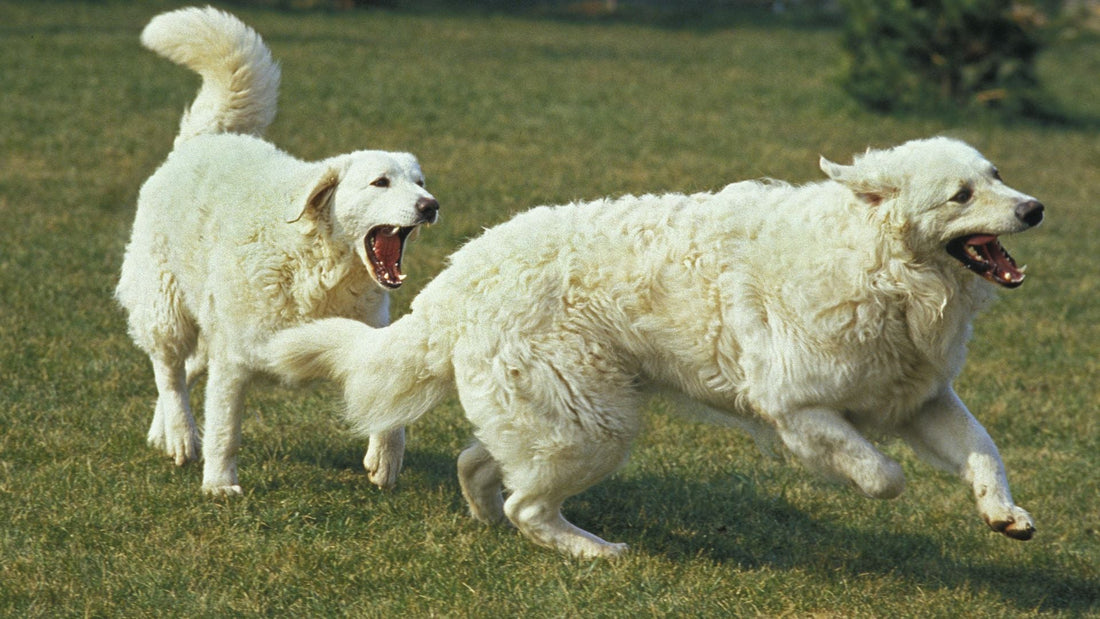 Kuvasz