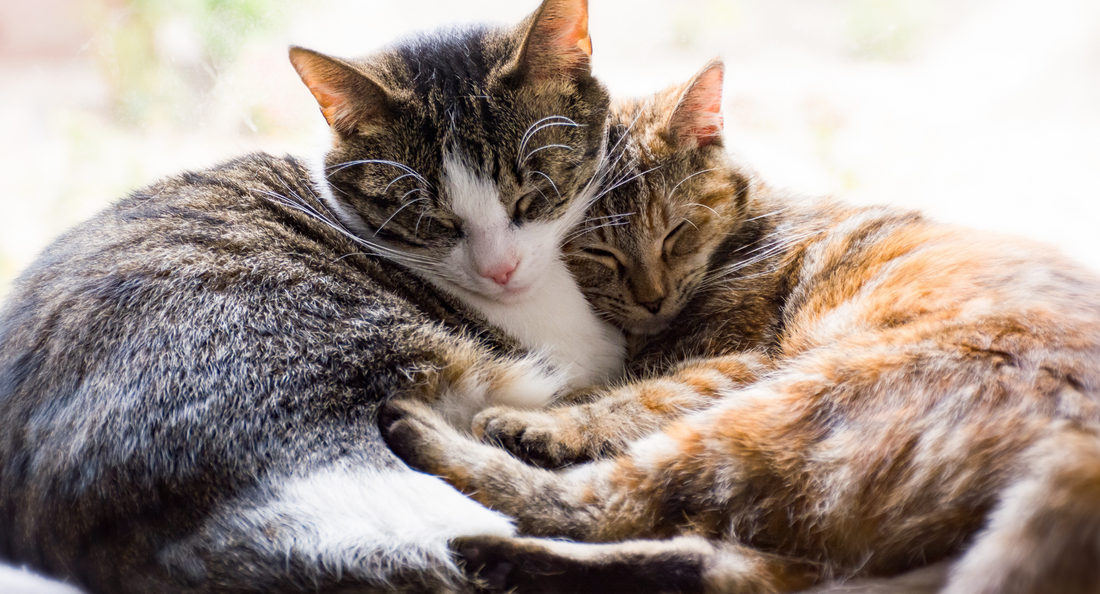 Probiotiki za mačke: zdravje črevesja in imunski sistem vašega ljubljenčka
