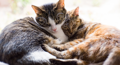 Probiotiki za mačke: zdravje črevesja in imunski sistem vašega ljubljenčka