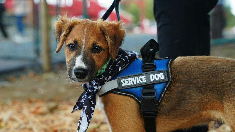 Najpogostejši miti o psih razkriti: odkrijte resnico o svojem ljubljenčku