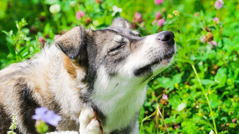 Paraziti pri psih: simptomi, zdravljenje in najboljši nasveti za zaščito