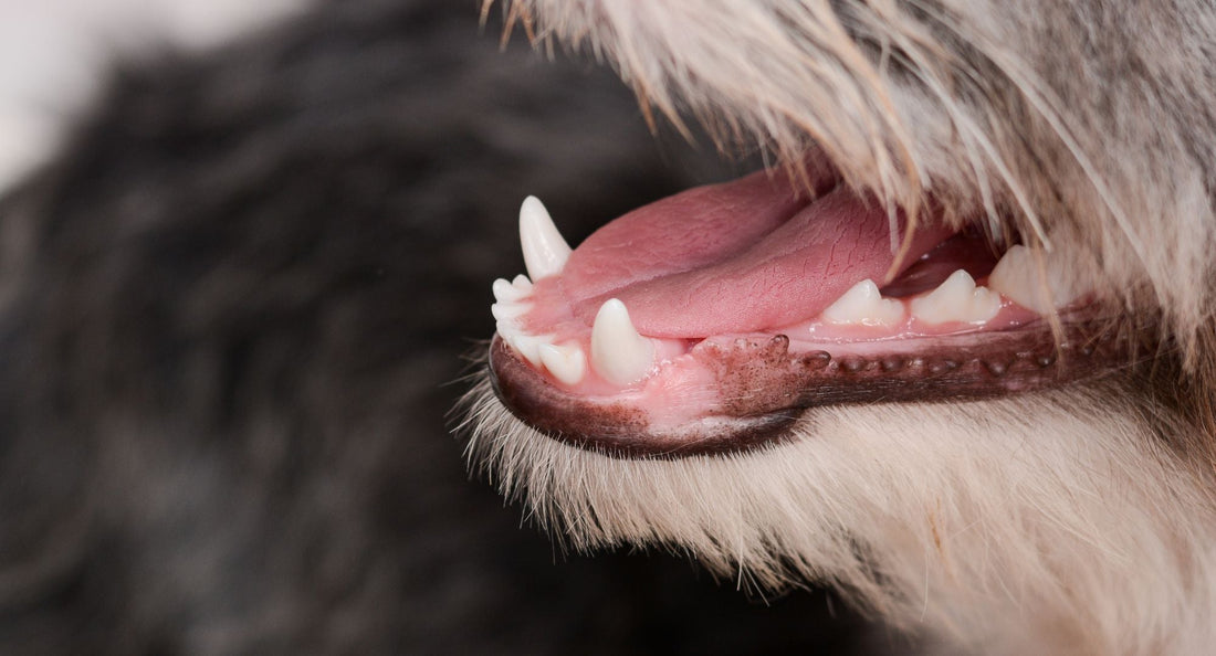 Kako s prehrano preprečiti zobni kamen in slab zadah pri psih
