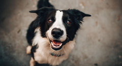 Omega-3 za pse – kako jih uporabljati in se izogniti napakam