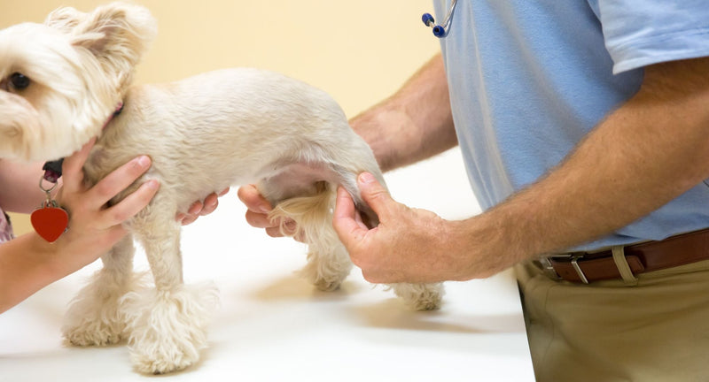Preventivni dodatki za sklepe psov pred pojavom težav