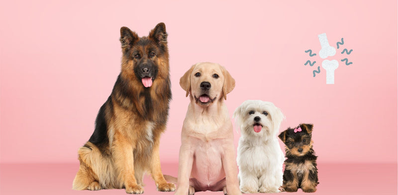 10 pasem psov v Sloveniji, ki so najbolj nagnjene k težavam s sklepi