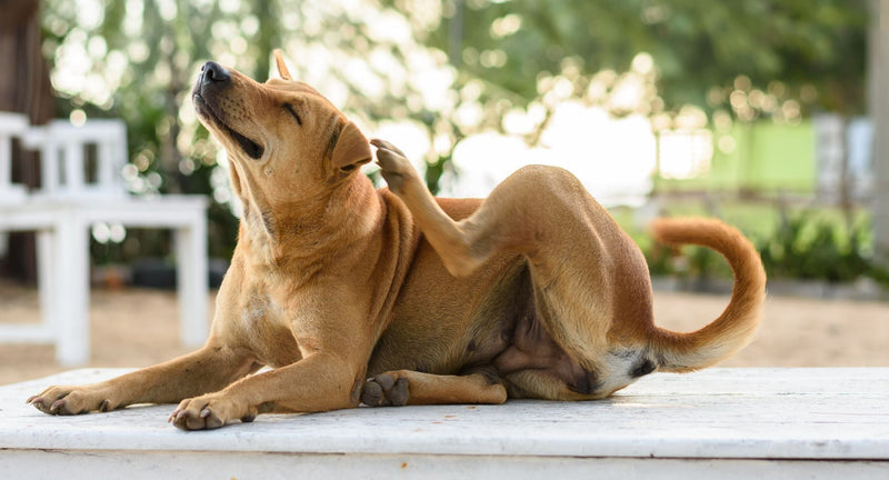 Zakaj se pes praska tudi brez alergije in kako mu pomagati