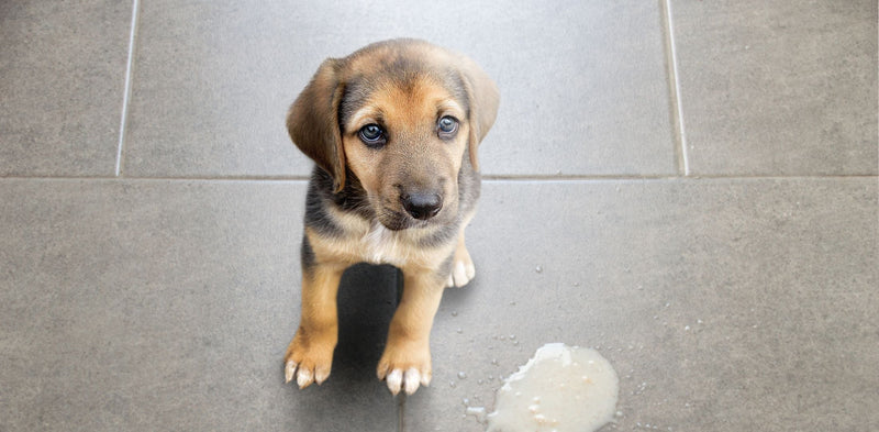 Gastritis pri psih: simptomi, vzroki in zdravljenje