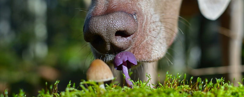 Jesenske nevarnosti za pse: strupene gobe, želodi in antifriz