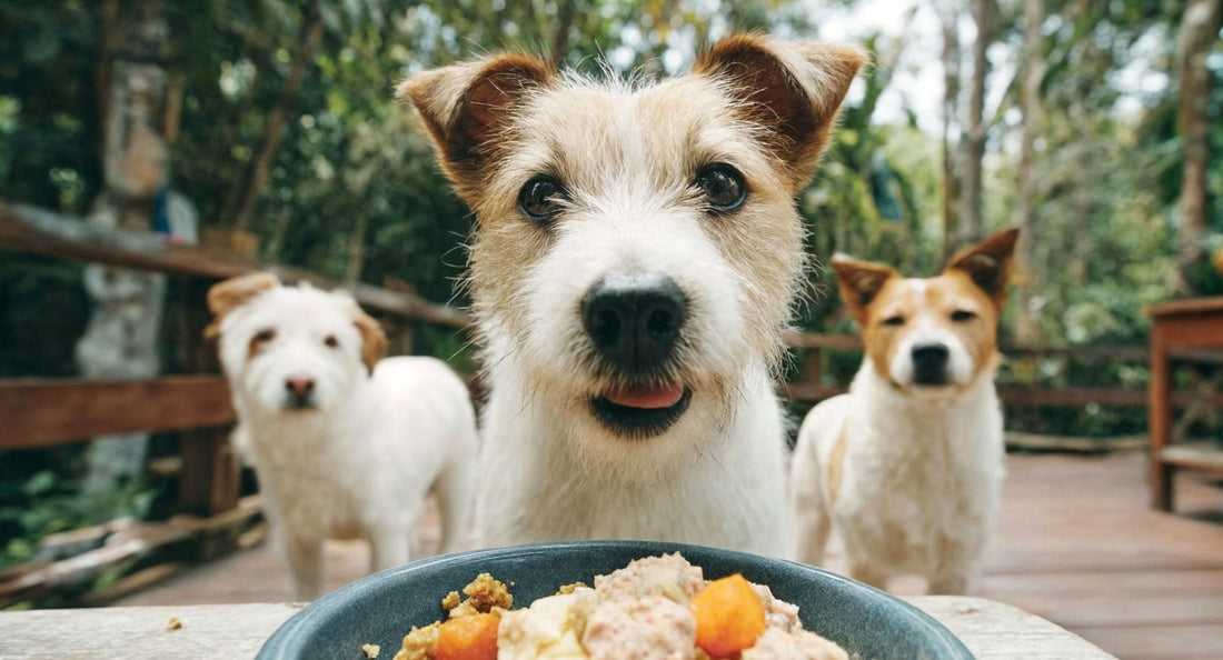 Rotacijska prehrana psov: koristi, tveganja in pravilna uporaba