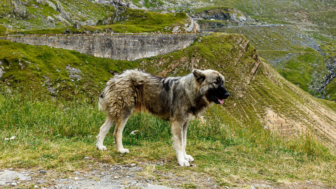 Romunski karpatski ovčar