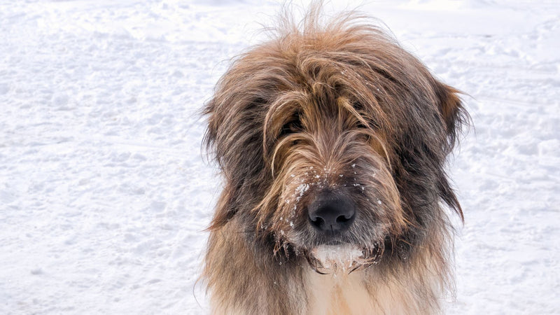 Romunski mioritski ovčar: vzgoja, prehrana in nasveti za zdravo in srečno življenje