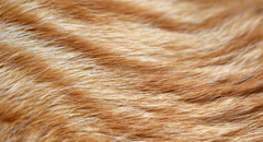 Nega mačje dlake: vzroki, nega in nasveti za zdravje