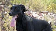 Zdravje španskega ovčarja: simptomi, vzroki in nega