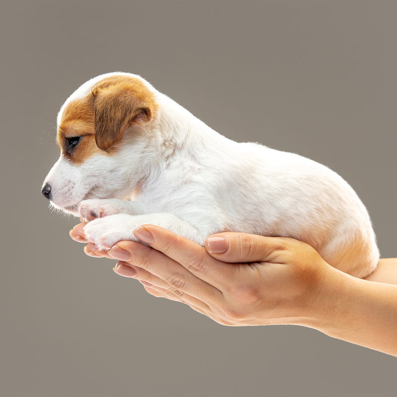 Parvovirus pri psih: simptomi, zdravljenje in cepljenje
